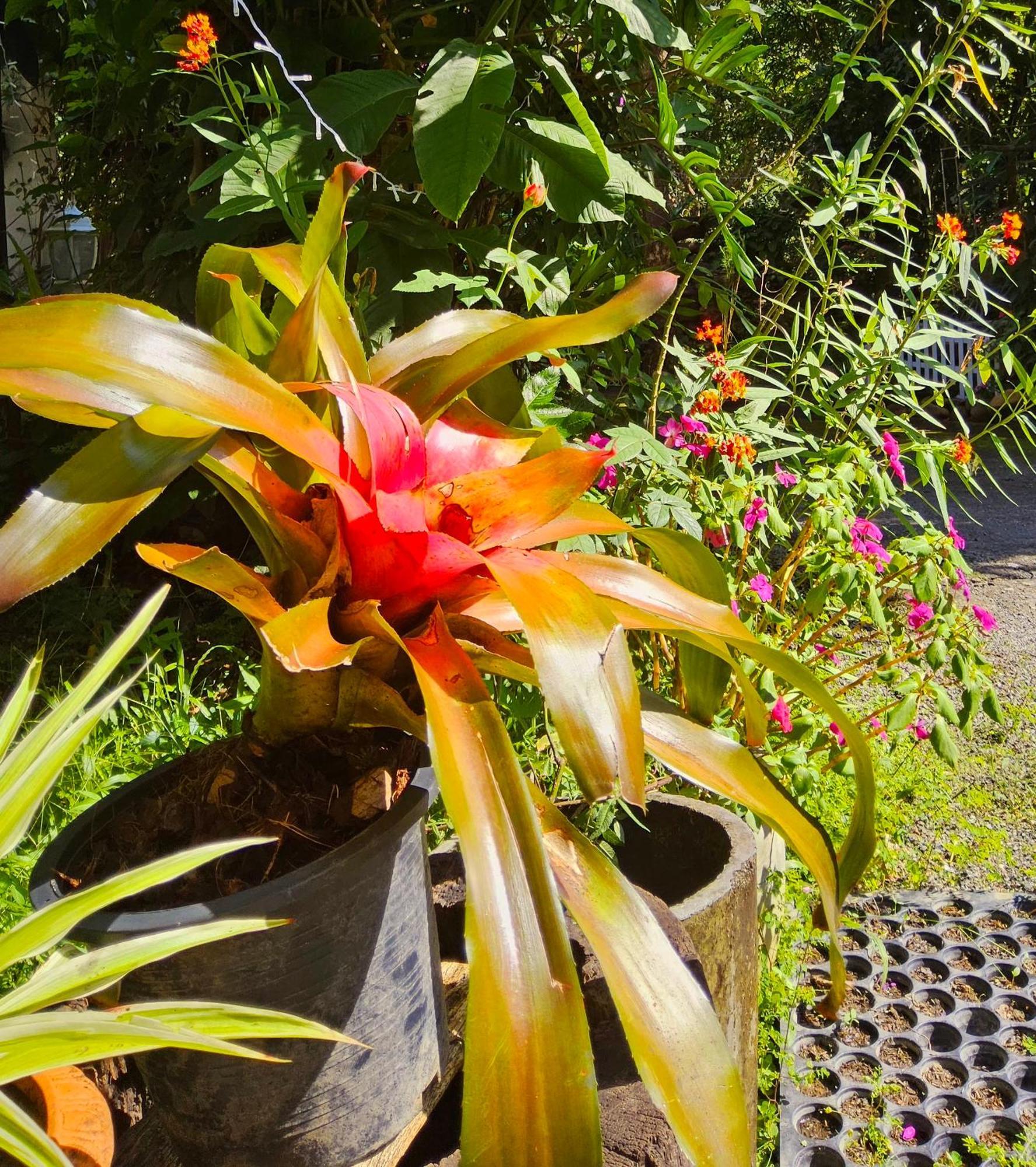 Balmy Hideout Cafe & Homestay Ban Huai Kaeo Екстер'єр фото